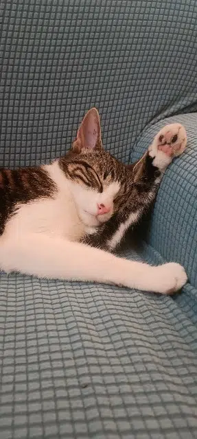 chat lost   31170 Tournefeuille Gustave