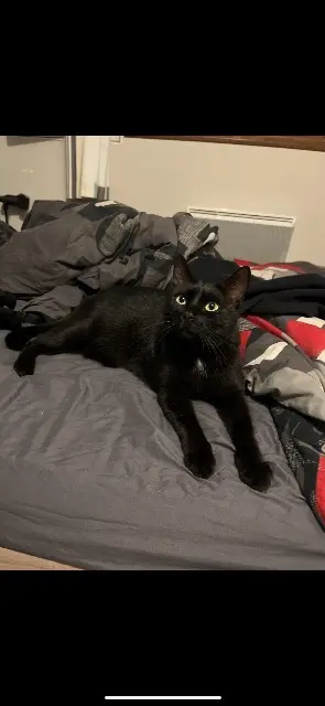 cat lost 31600 Muret Happy cat lost 31600 Muret Happy