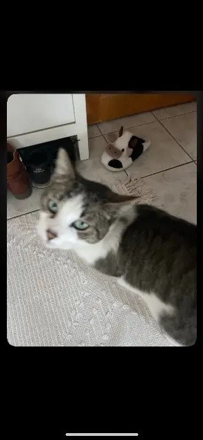 chat lost   31140 Aucamville Hermes