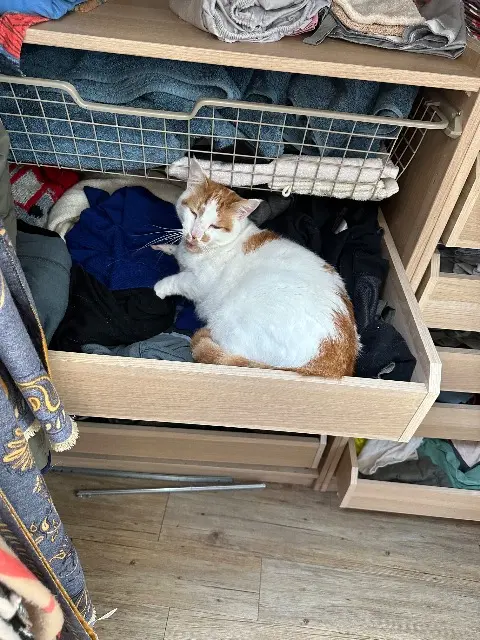 chat lost   31430 Gratens Hermes