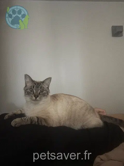 gatto lost 31170 Tournefeuille Hibi