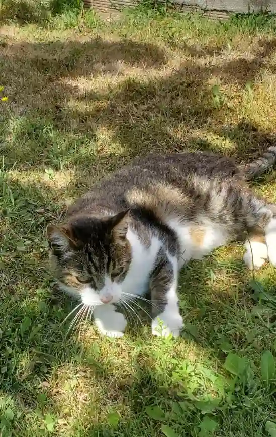 Chat Perdu 31 Haute-Garonne - Howen Chat Perdu 31 Haute-Garonne - Howen