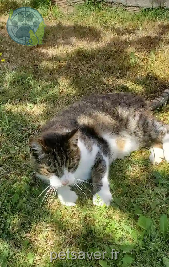 Chat Perdu 31 Haute-Garonne - Howen Chat Perdu 31 Haute-Garonne - Howen
