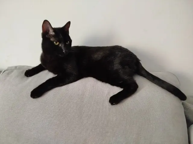 chat lost   31770 Colomiers Hélios