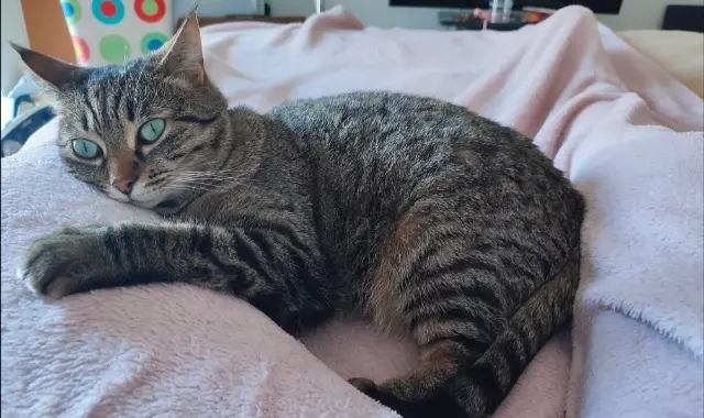 chat lost   31170 Tournefeuille Ice