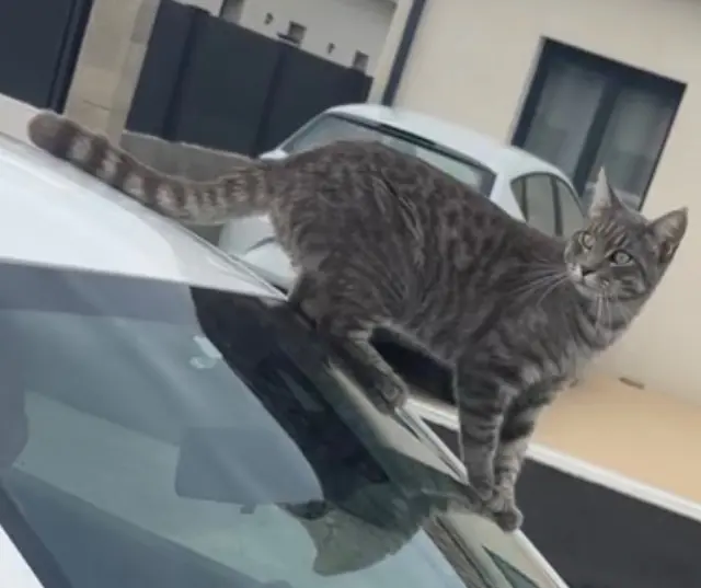 chat lost   31860 Labarthe-sur-Lèze Itachi