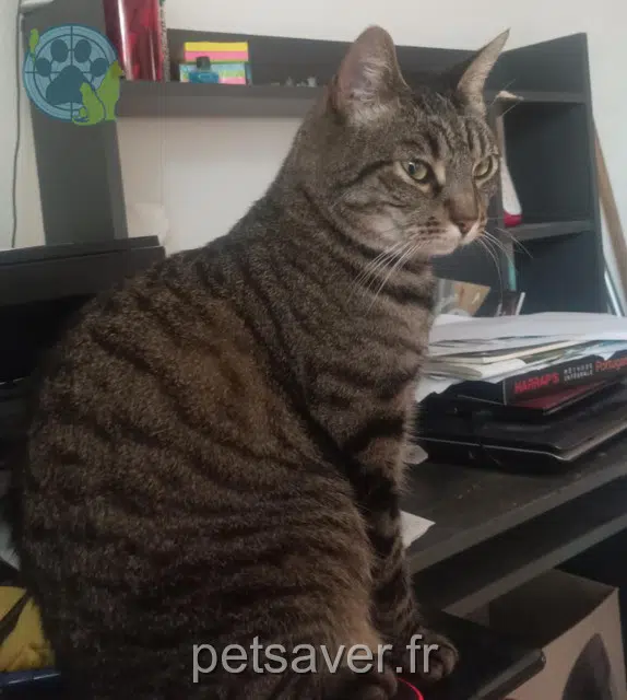 gato perdido 31800 Saint-Gaudens Itchi gato lost 31800 Saint-Gaudens Itchi