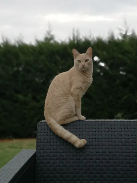 gatto perso 31340 Villemur-sur-Tarn Izy gatto lost 31340 Villemur-sur-Tarn Izy
