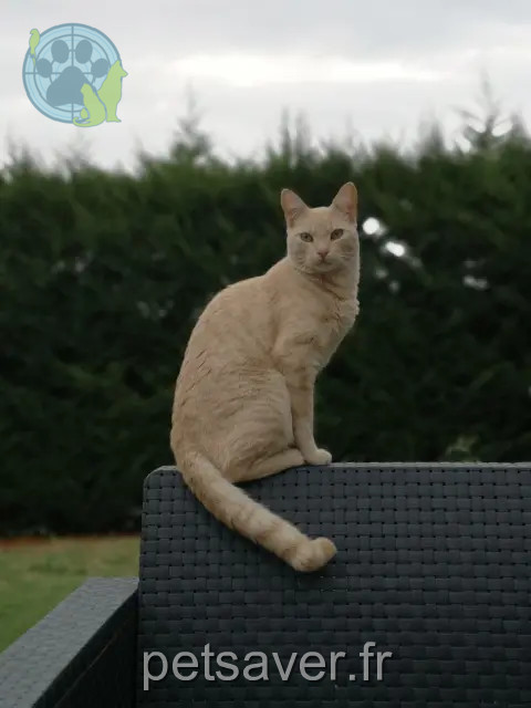 gato perdido 31340 Villemur-sur-Tarn Izy gato lost 31340 Villemur-sur-Tarn Izy