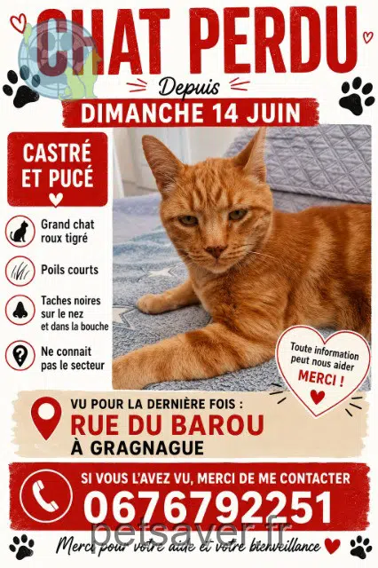 Kater lost   31380 Gragnague Jayson