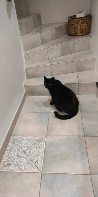 chat lost   31240 L'Union JD