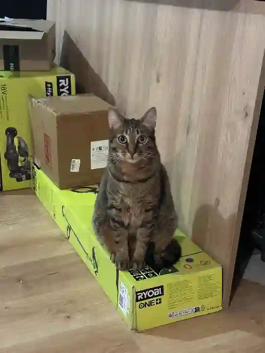Chat Perdu 31 Haute-Garonne - Jobop Chat Perdu 31 Haute-Garonne - Jobop