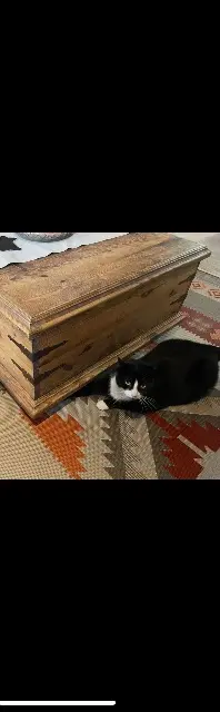 chat lost   31700 Cornebarrieu Joey