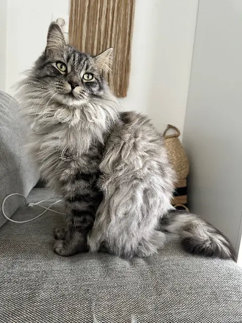 chat lost   31460 Caraman Kaido