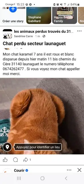 chat lost   31140 Launaguet Karamel