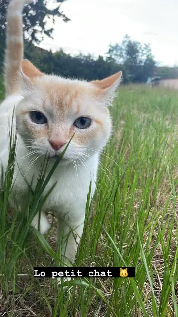 chat lost   31600 Lherm Kiri