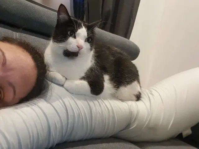 chat lost   31220 Cazères Kolby