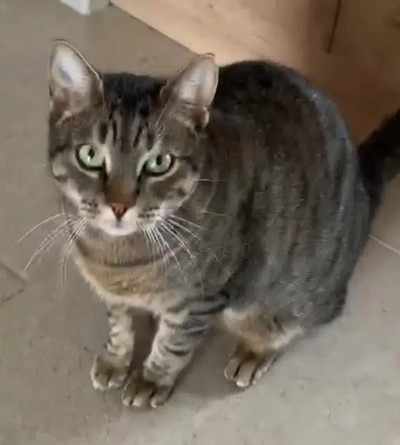 chat lost   31600 Eaunes Larry