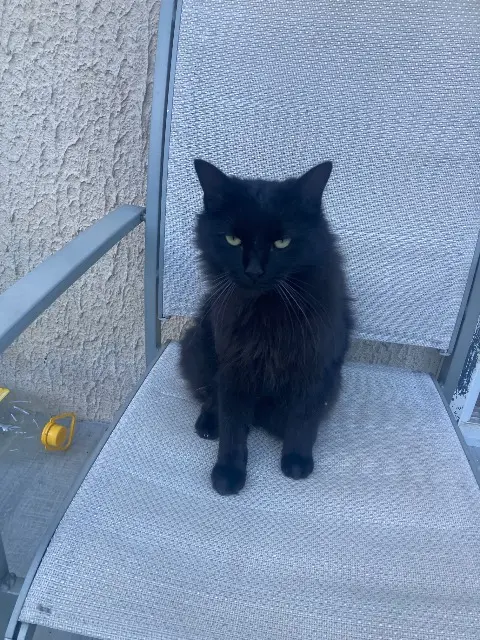 chat lost   31470 Saiguède Leo