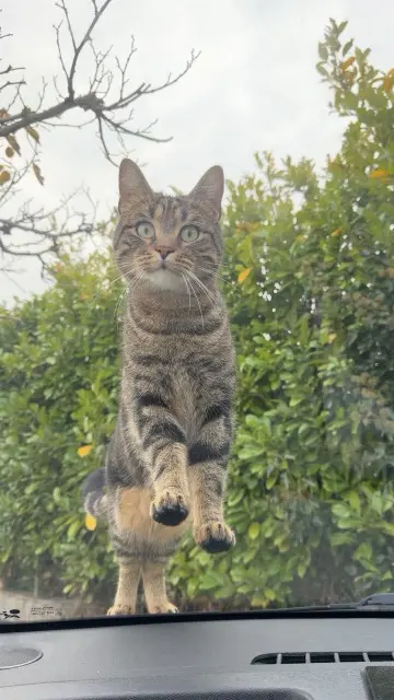 chat lost   31120 Pinsaguel Limoux