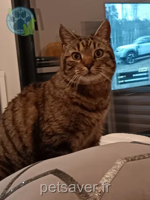 chat lost   31380 Montpitol Loola