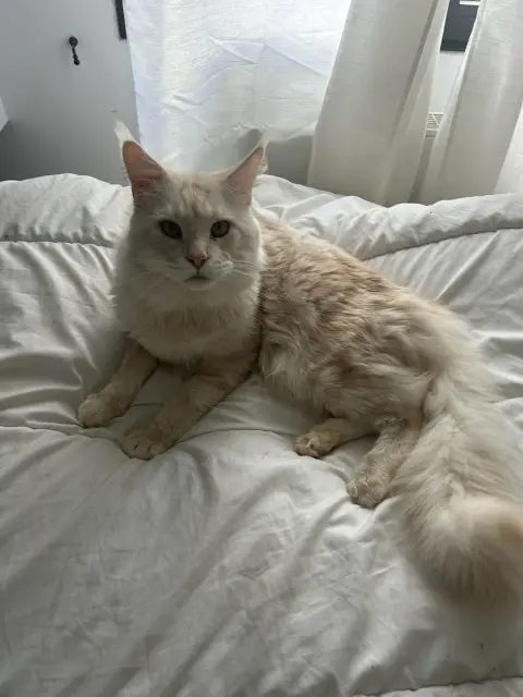 cat lost   31570 Sainte-Foy-d'Aigrefeuille Loulou
