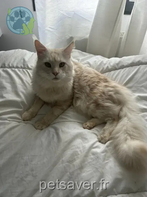 chat perdu 31570 Sainte-Foy-d'Aigrefeuille Loulou chat lost 31570 Sainte-Foy-d'Aigrefeuille Loulou