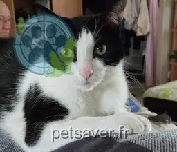 gatto lost   31470 Fonsorbes Loulou