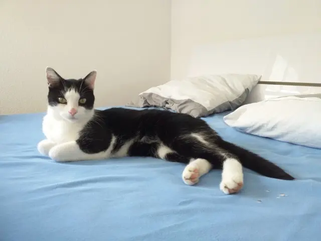 chat lost   31410 Le Fauga Loustic