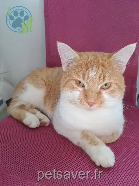 chat lost 31410 Lavernose-Lacasse Loïc