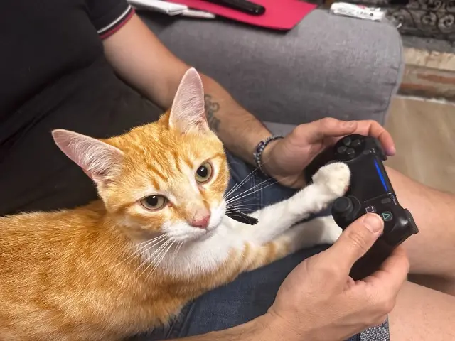 chat lost   31220 Palaminy Lubu