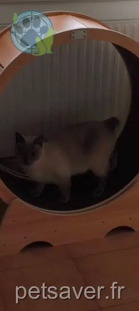 chat lost   31120 Portet-sur-Garonne Luck