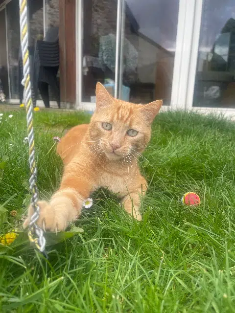 chat lost   31440 Marignac Lucky