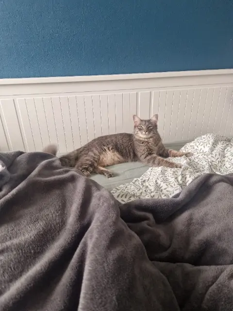 chat lost   31120 Portet-sur-Garonne Luffy