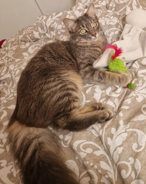 chat lost   31120 Portet-sur-Garonne Luffy