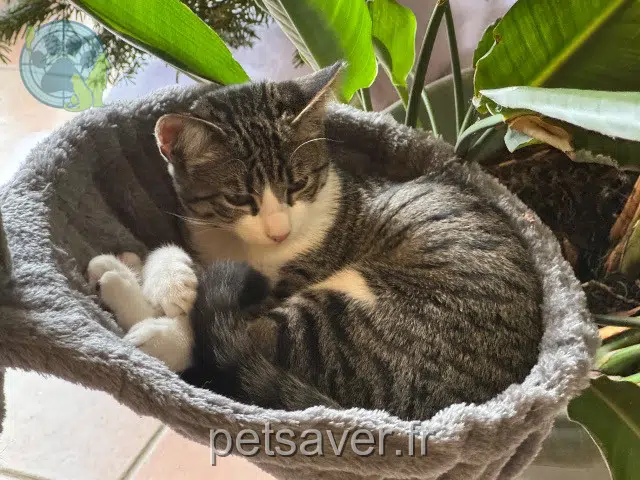 chat lost 31860 Villate Luna