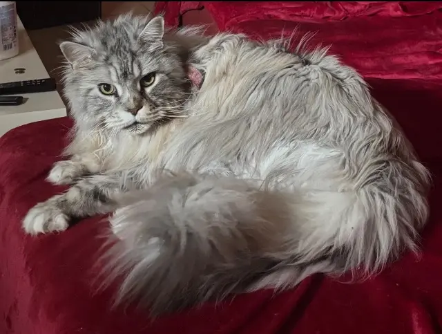 chat lost   31470 Fontenilles Magnum