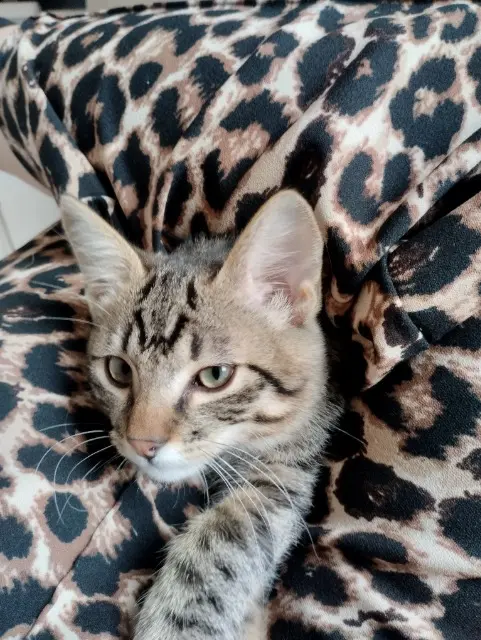 chat lost   31410 Lavernose-Lacasse Malo