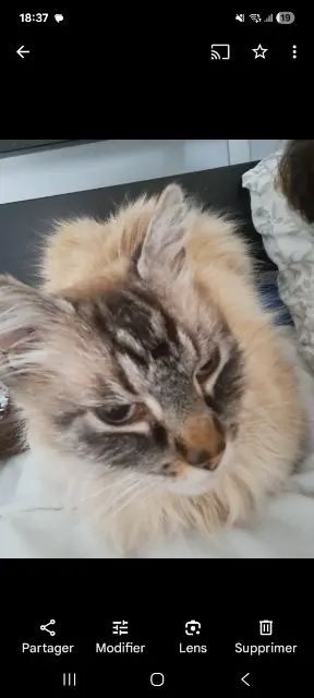 chat lost   31860 Labarthe-sur-Lèze Manille