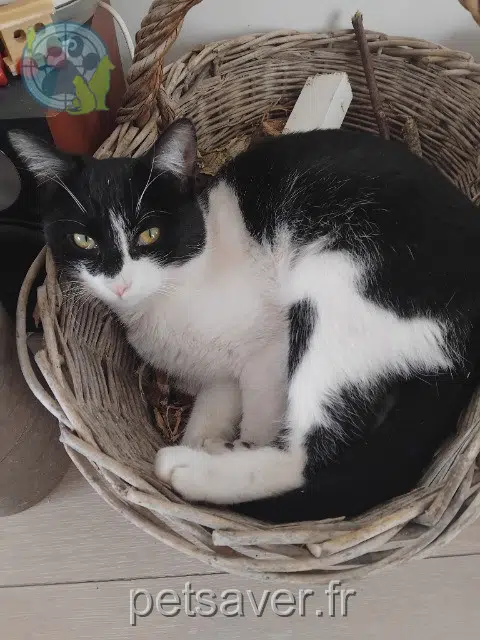 kater lost   31780 Castelginest Manny