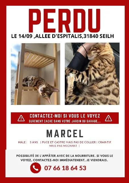 chat lost   31840 Seilh Marcel