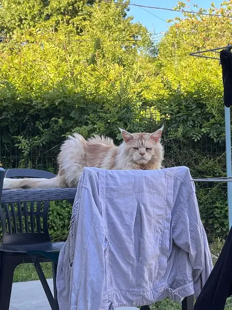 chat lost   31450 Baziège Marcel