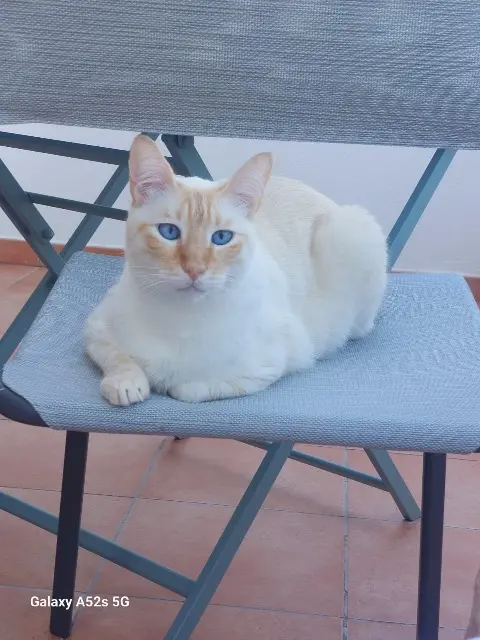 chat lost   31450 Deyme Max