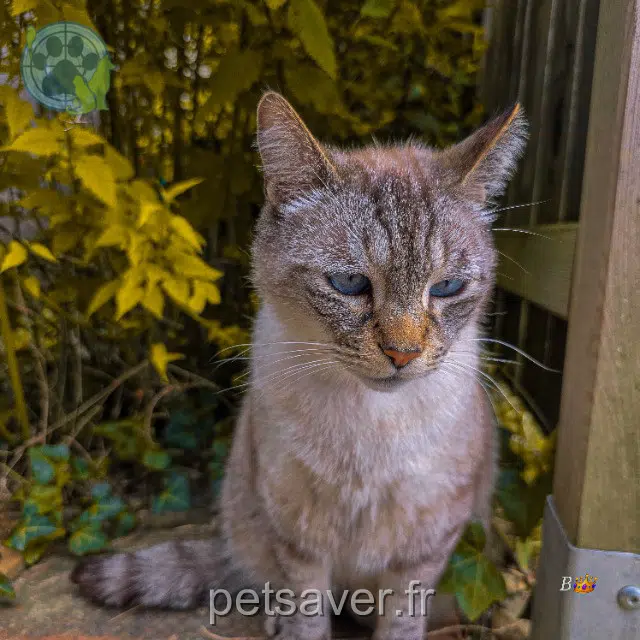 gato lost 31530 Saint-Paul-sur-Save Mentalo