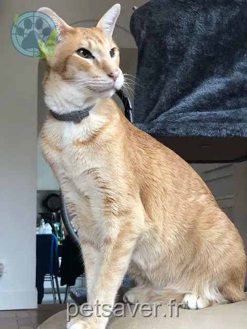 chat lost   31450 Deyme Merlin