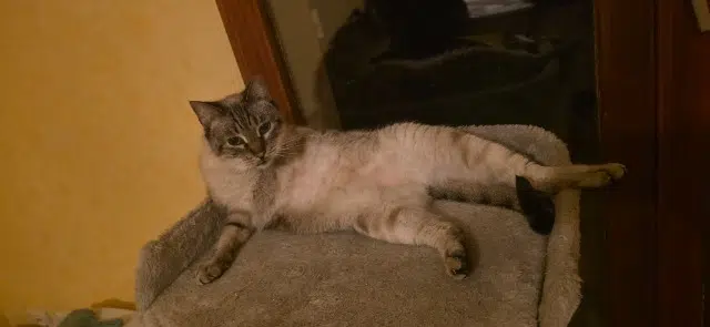 chat lost   31170 Tournefeuille Mewtwo