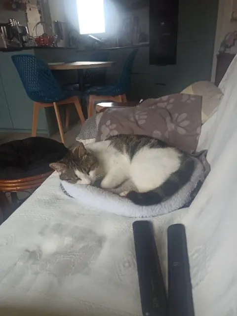 chat lost   31830 Plaisance-du-Touch Meï