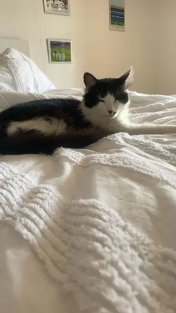 chat lost   31370 Rieumes Mickey