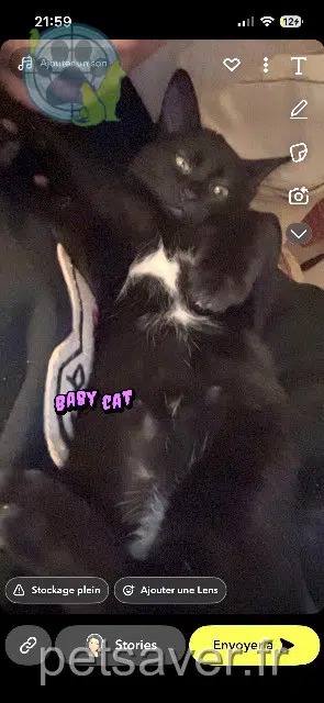 chat lost   31790 Saint-Jory Milo