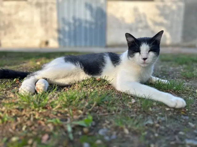 chat lost   31620 Castelnau-d'Estrétefonds Mimi